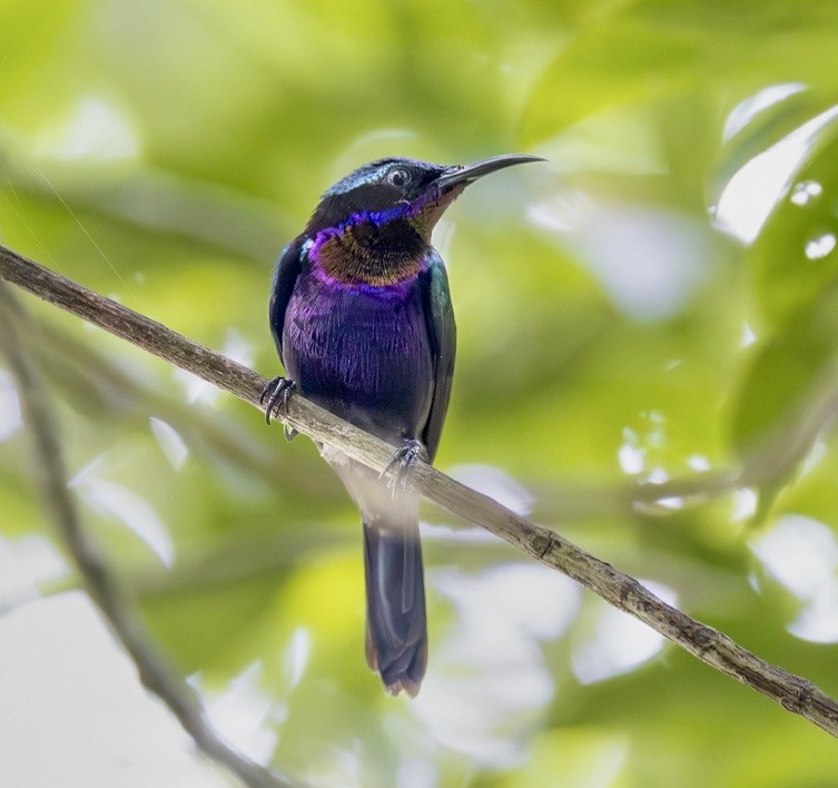 Медногрудая нектарница - ML647146615