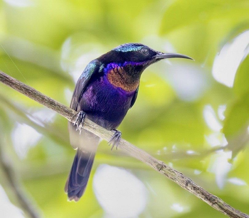 Медногрудая нектарница - ML647146616