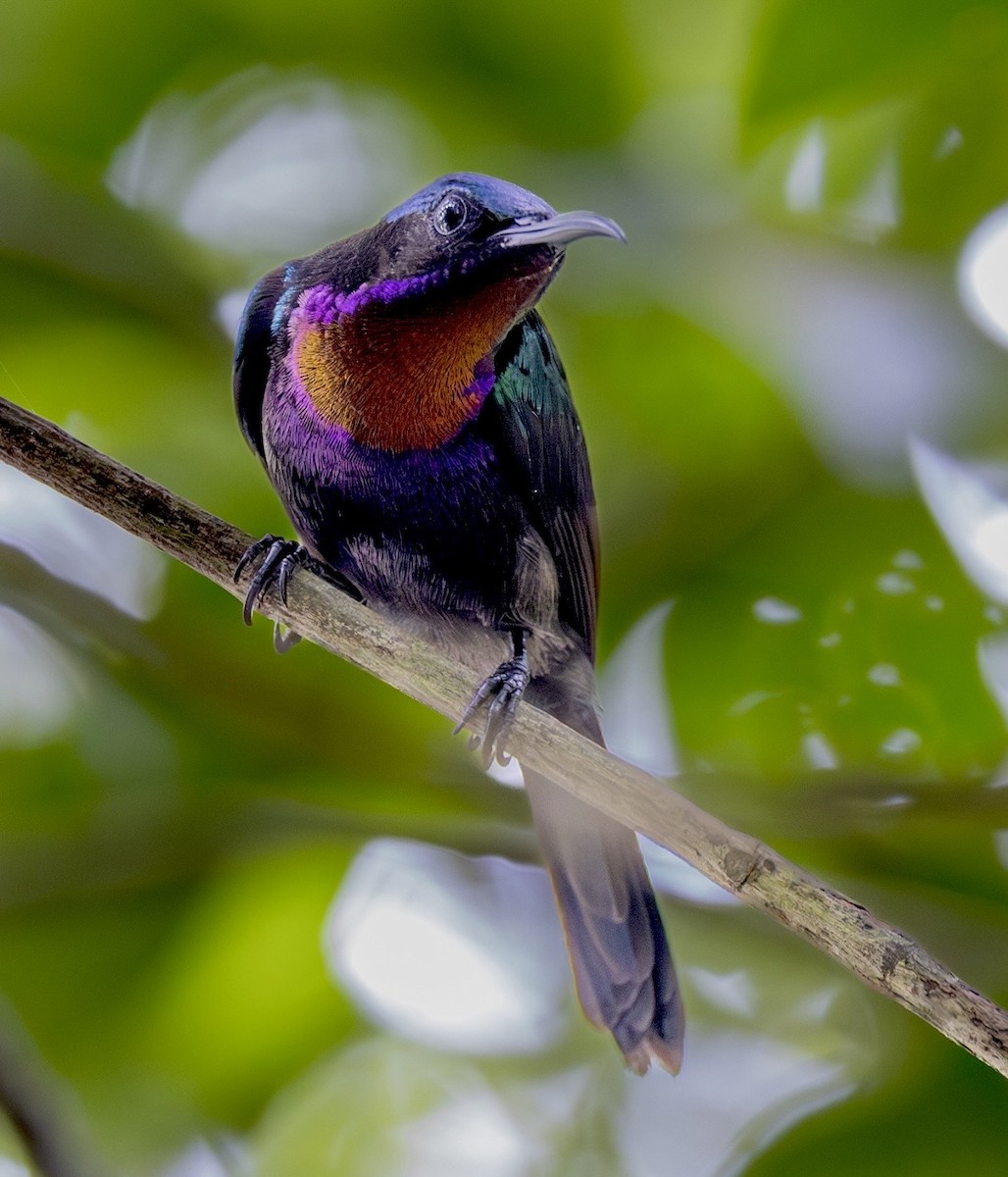 Медногрудая нектарница - ML647146617