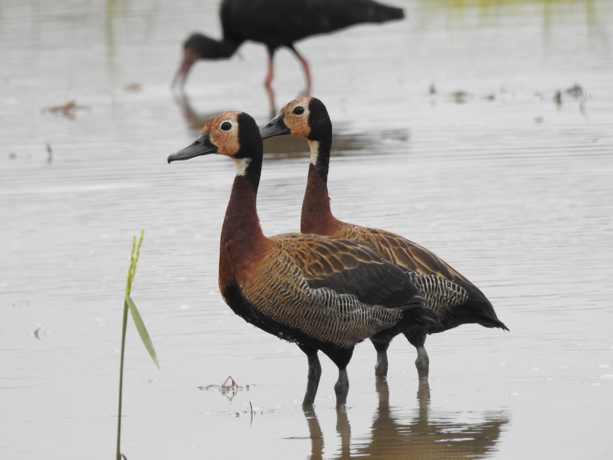 White-faced Whistling-Duck - ML647146618