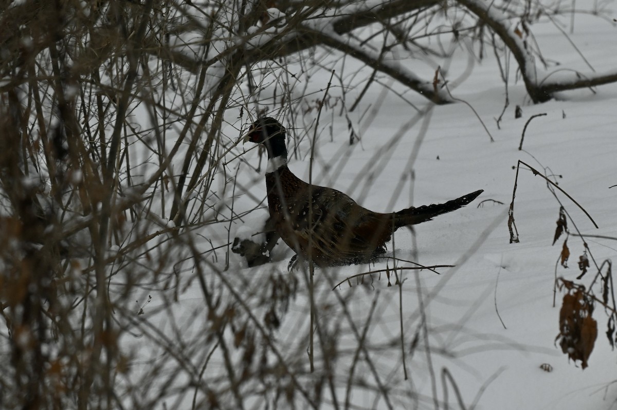 bažant obecný - ML647146629