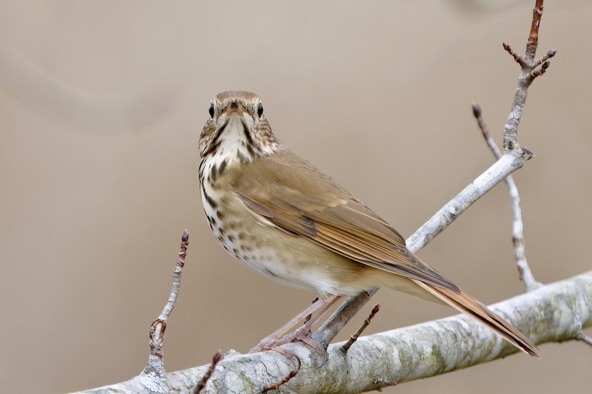 קיכלי חלוד-זנב - ML647146631