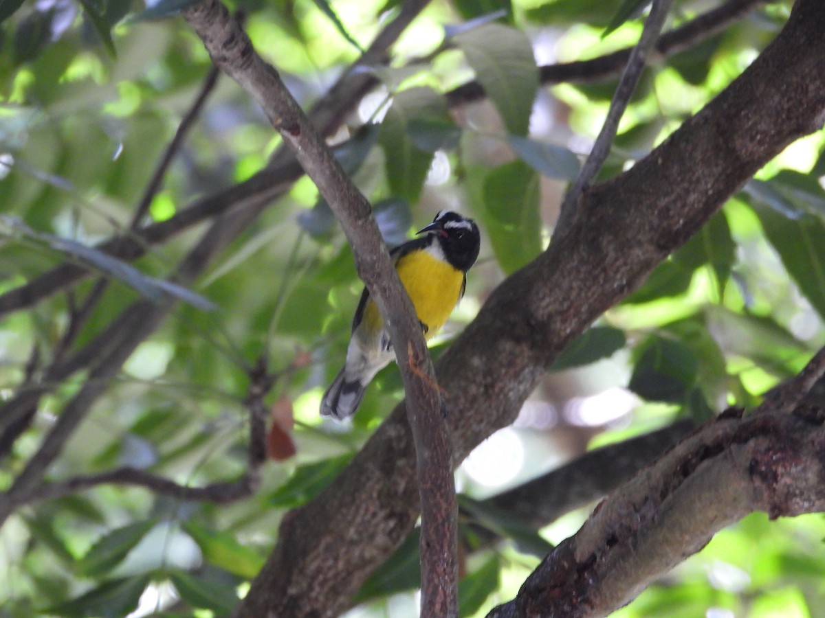 Bananaquit - ML647146636