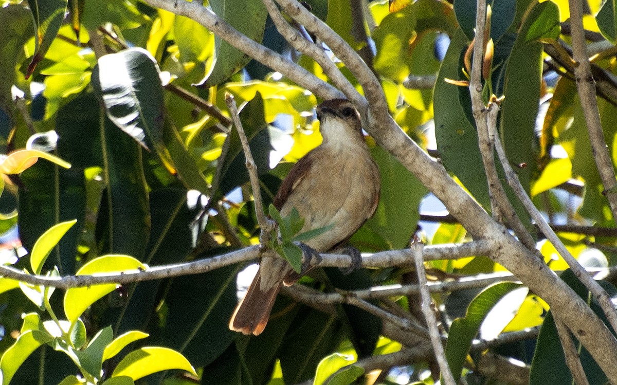 Wing-banded Hornero - ML647146649