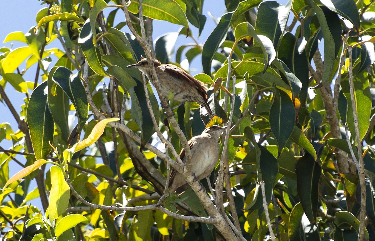 Wing-banded Hornero - ML647146650