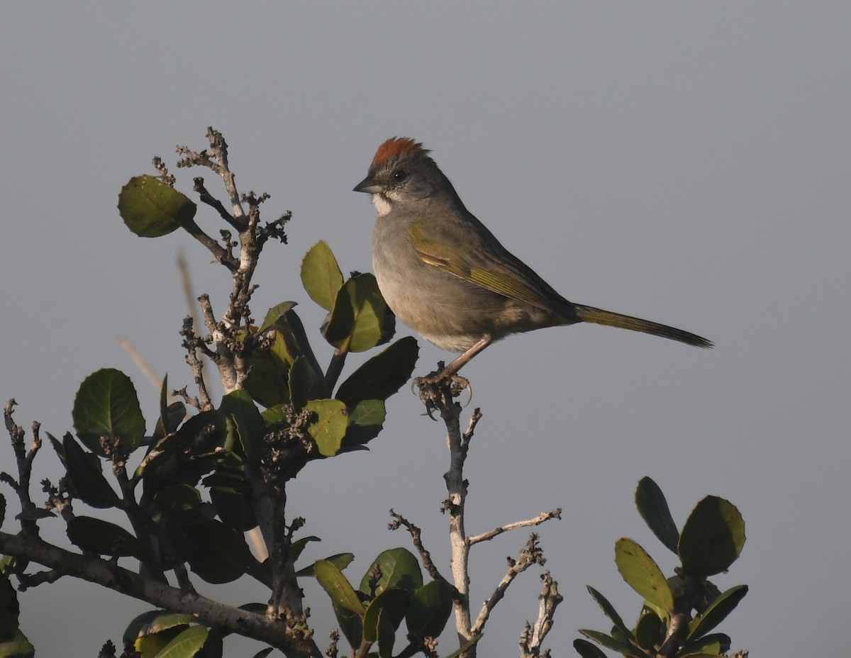 Зелёнохвостый тохи - ML647146652