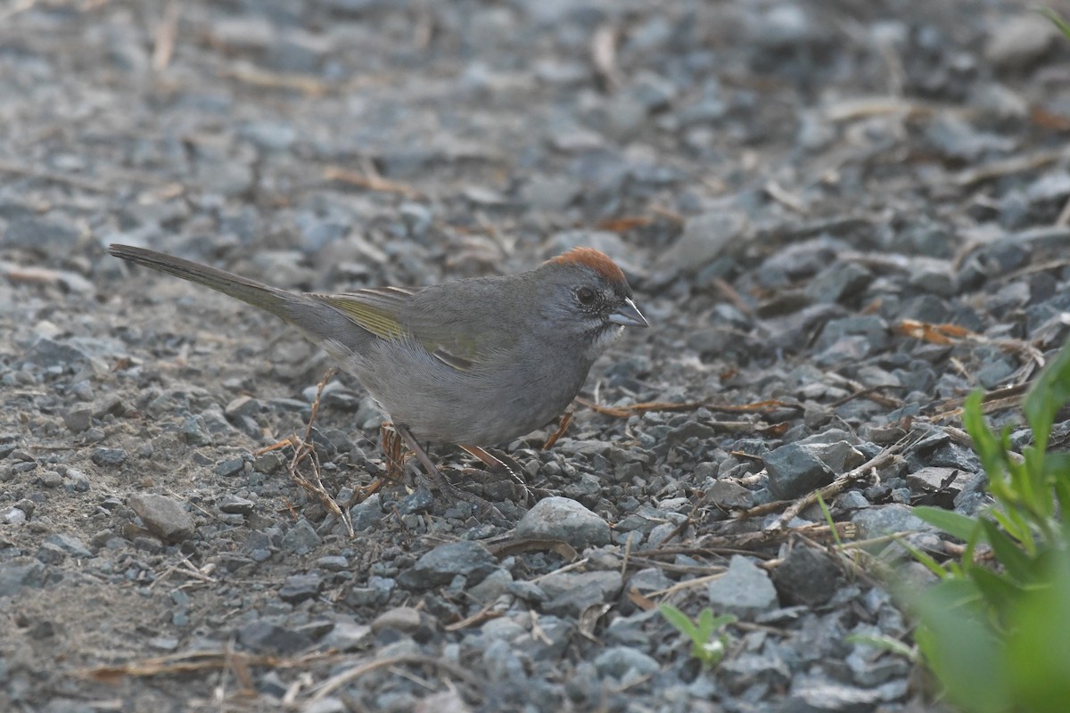 Зелёнохвостый тохи - ML647146653