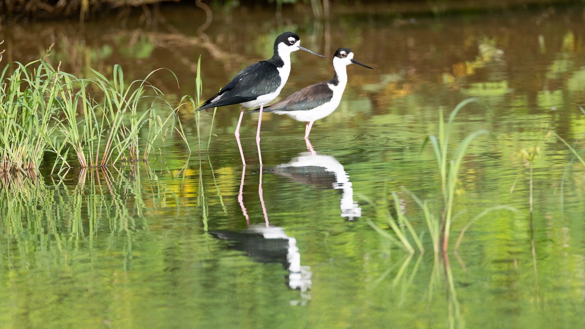 Black-necked Stilt - ML647146662