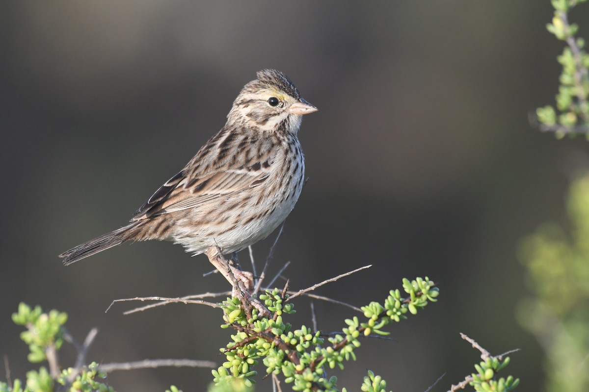 Savannah Sparrow - ML647146665