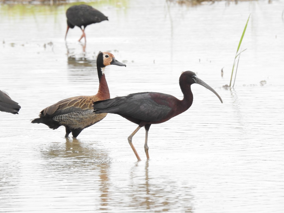 Glossy Ibis - ML647146674