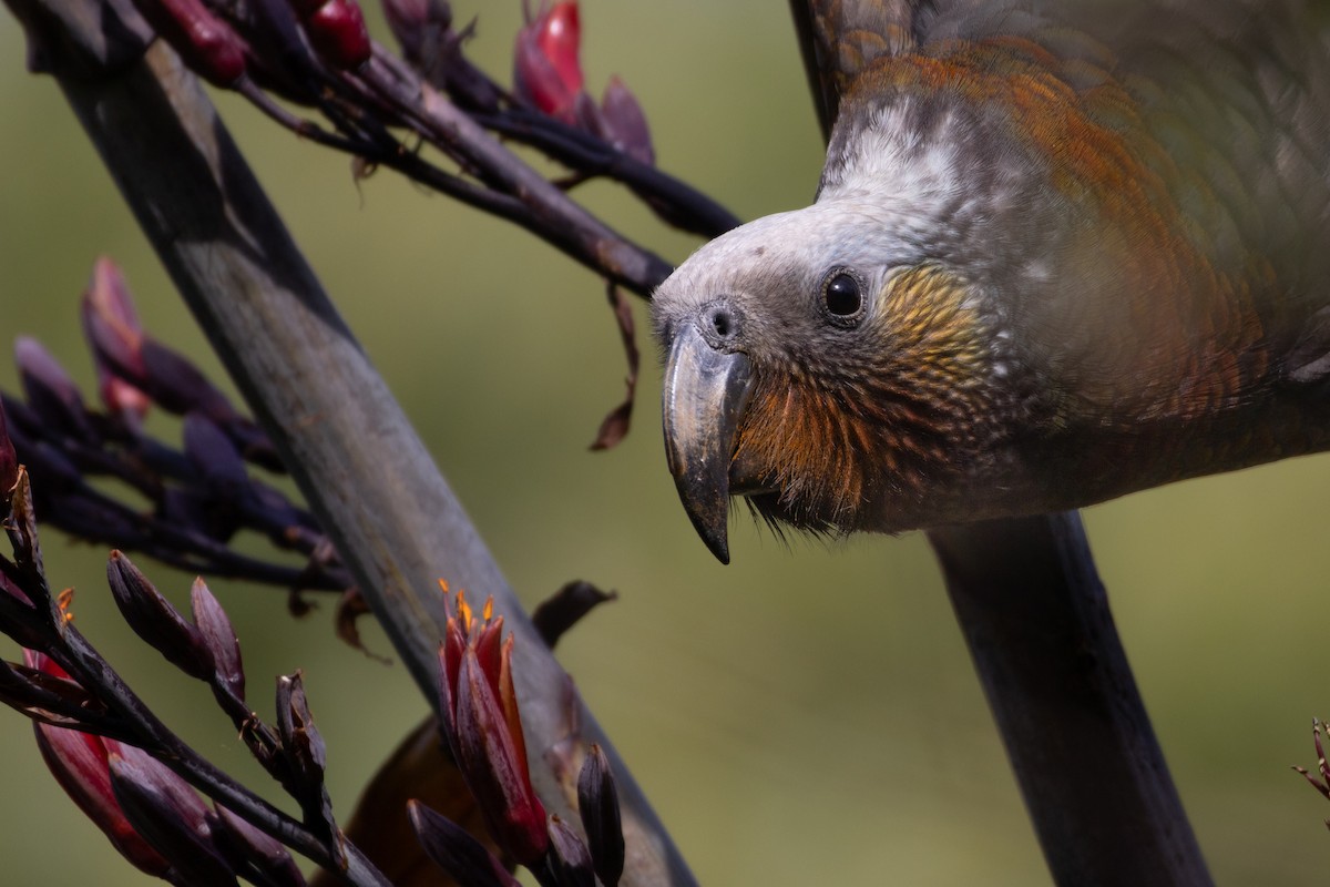New Zealand Kaka - ML647146675