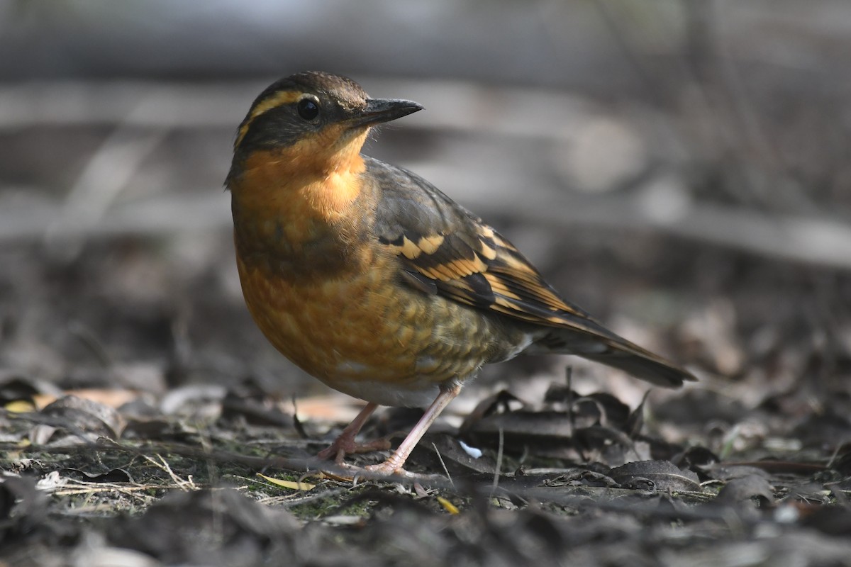 Varied Thrush - ML647146685