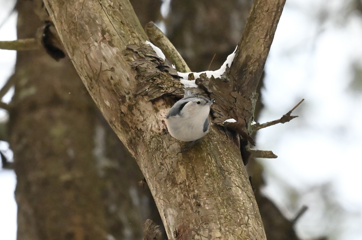 White-breasted Nuthatch - ML647146690