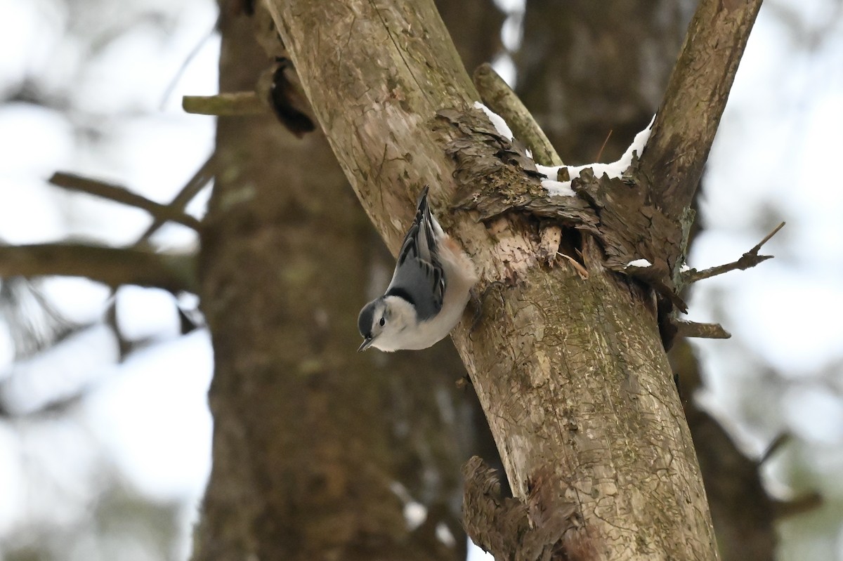 White-breasted Nuthatch - ML647146691
