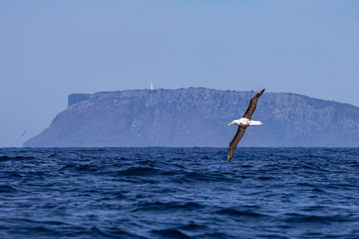 Northern Royal Albatross - ML647146707