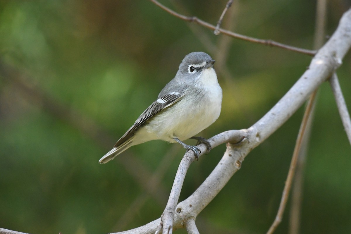 Plumbeous Vireo - ML647146713
