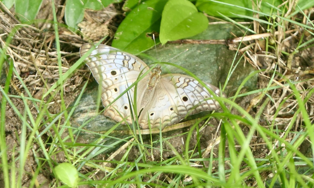 White Peacock - ML647146715