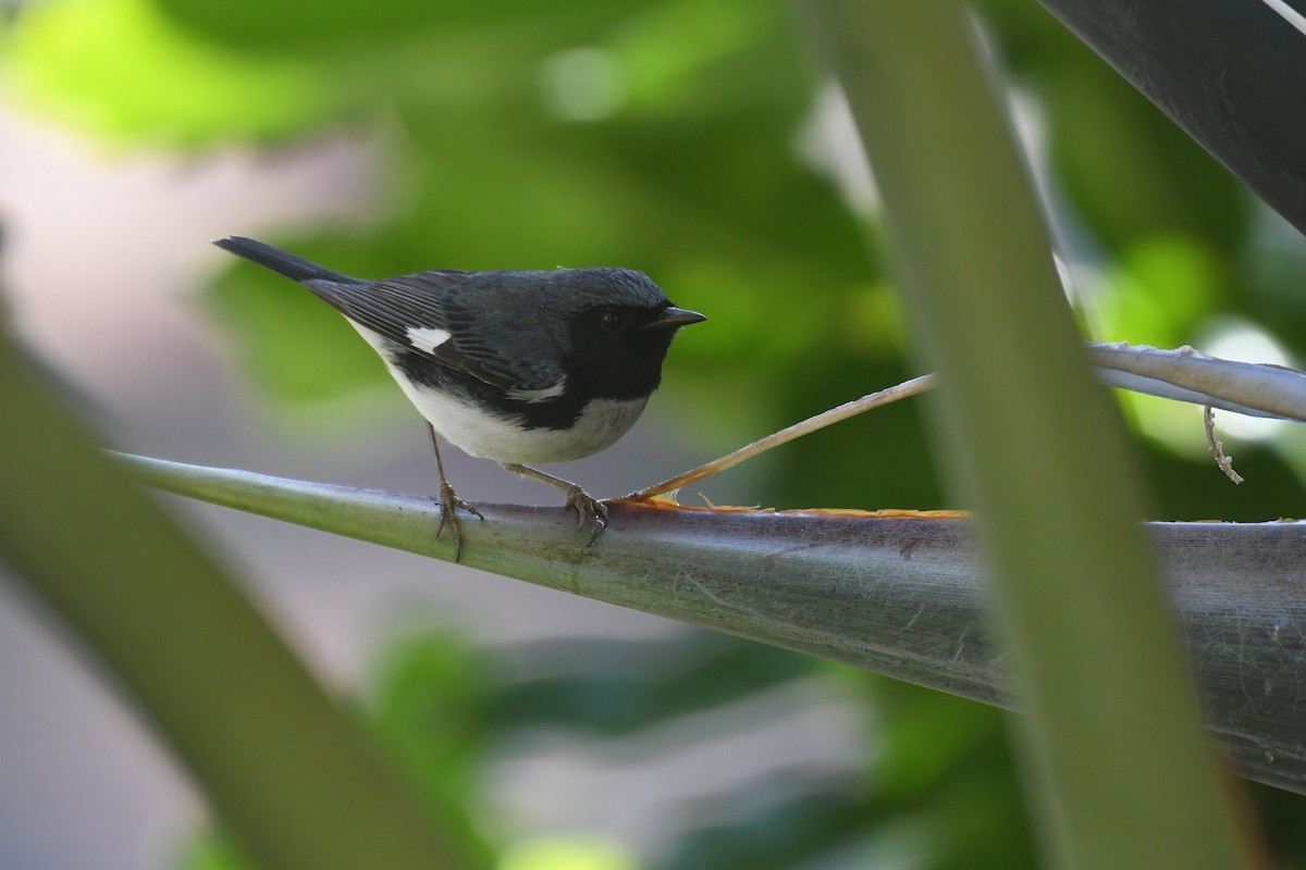 Black-throated Blue Warbler - ML647146717