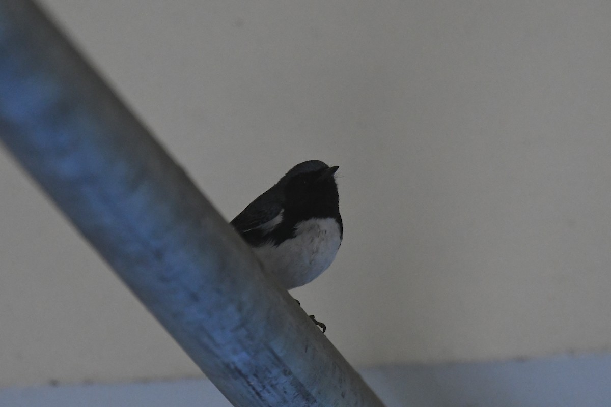 Black-throated Blue Warbler - ML647146718