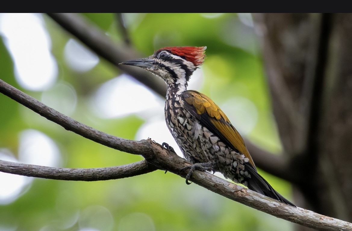 Огненоспинный дятел-султан - ML647146723