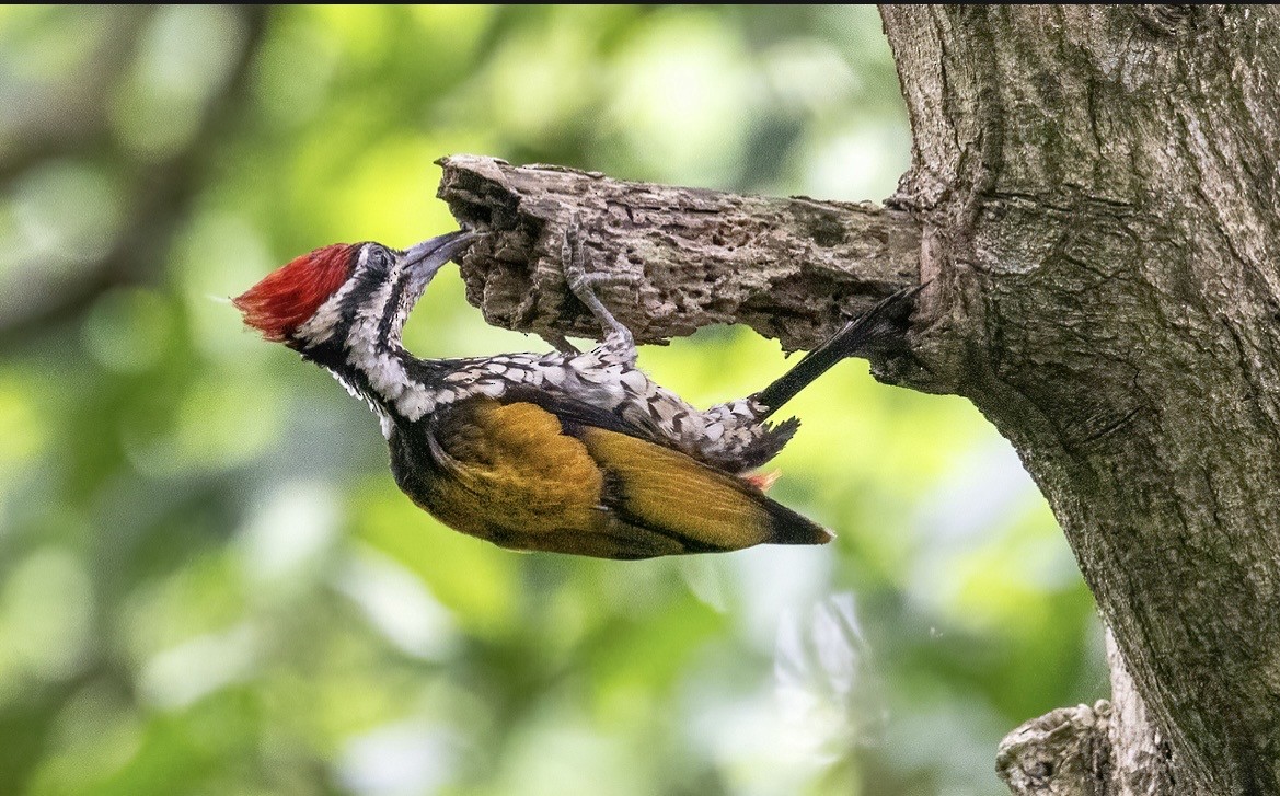 Огненоспинный дятел-султан - ML647146724