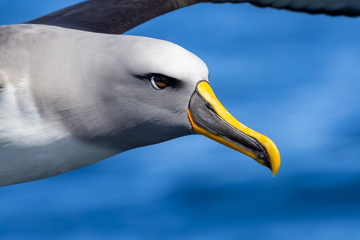 Buller's Albatross - ML647146731