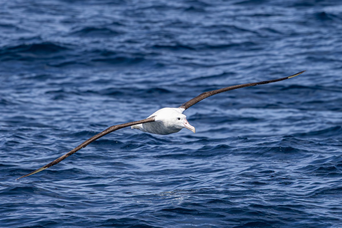 Northern Royal Albatross - ML647146743