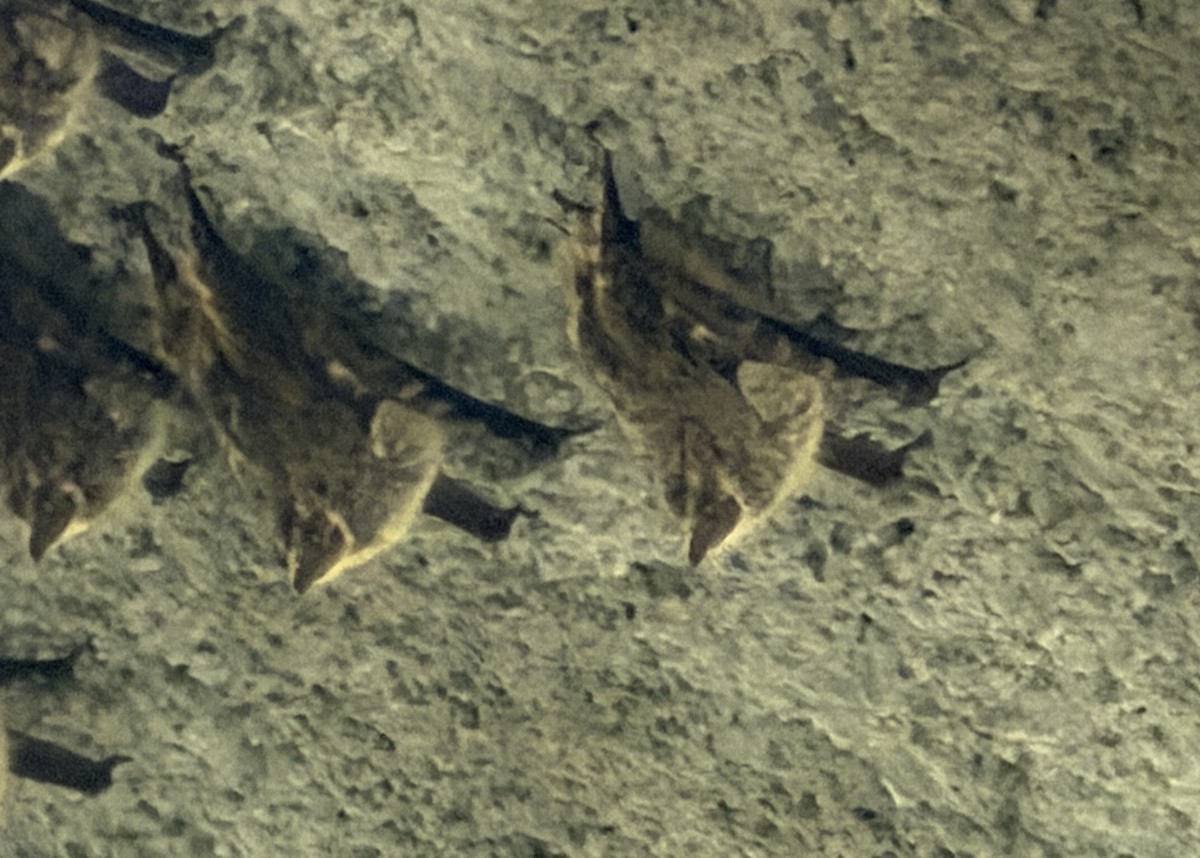 Proboscis Bat - ML647146748