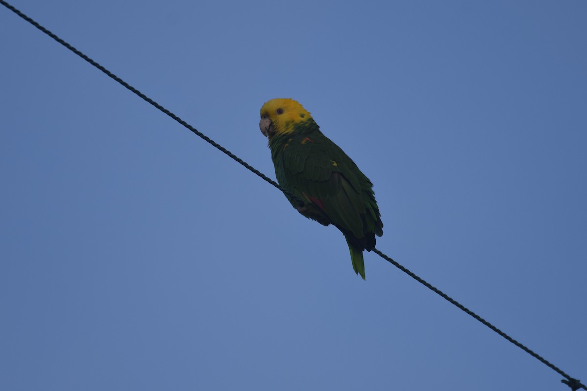 Yellow-headed Amazon - ML647146757