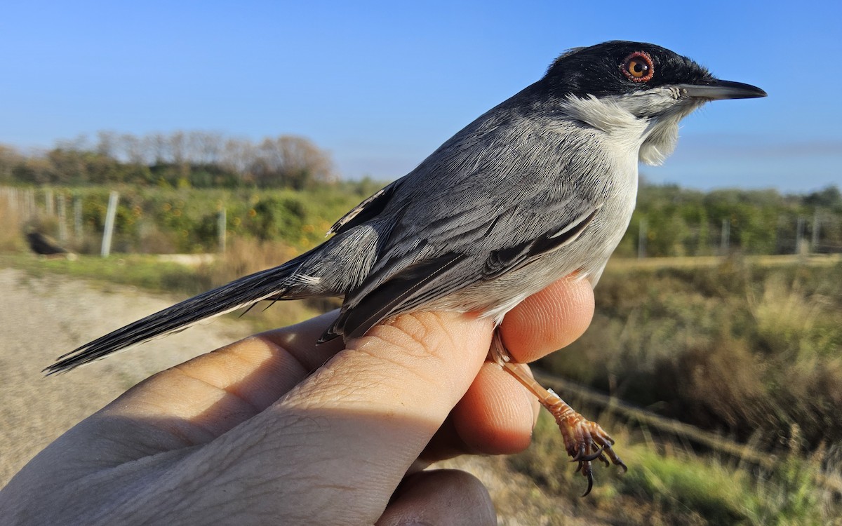 Sardinian Warbler - ML647146779