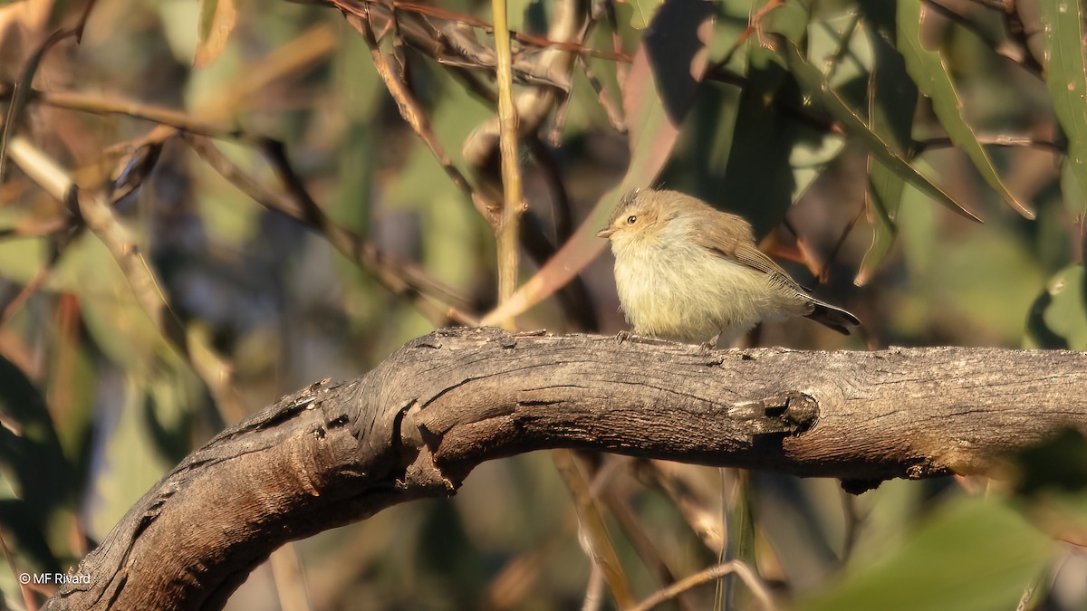 Weebill - ML647146782