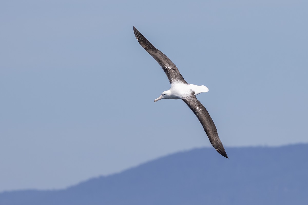 Northern Royal Albatross - ML647146785