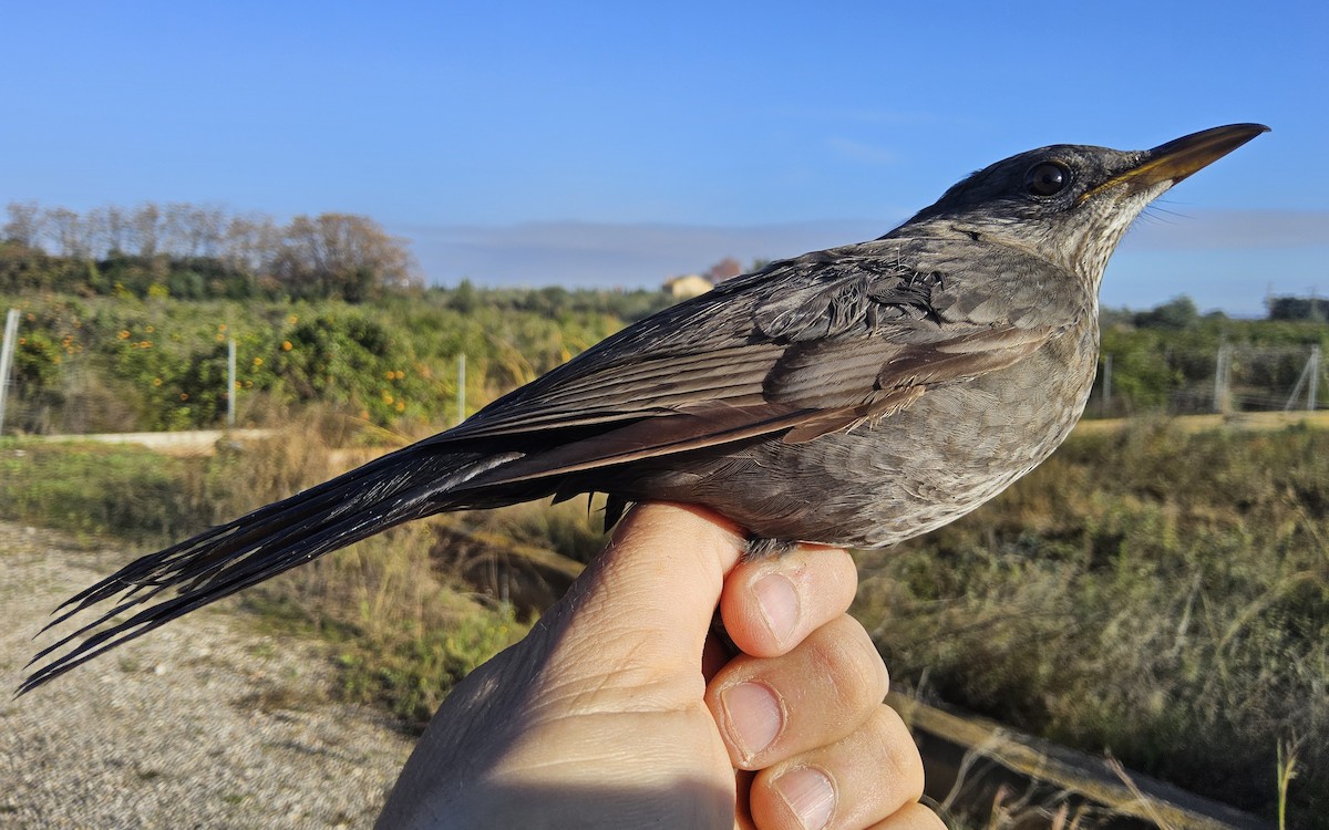 Eurasian Blackbird - ML647146791