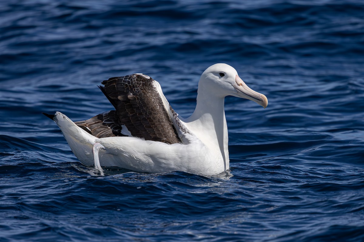 Northern Royal Albatross - ML647146794