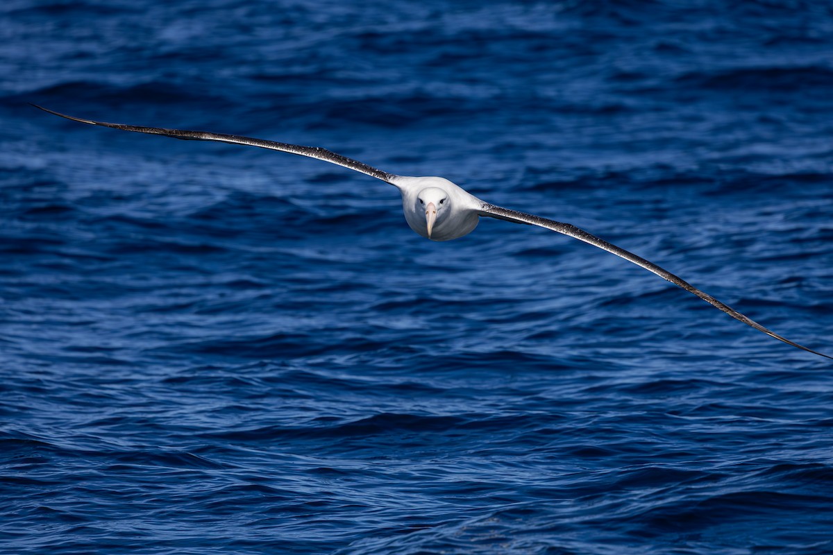 Northern Royal Albatross - ML647146795