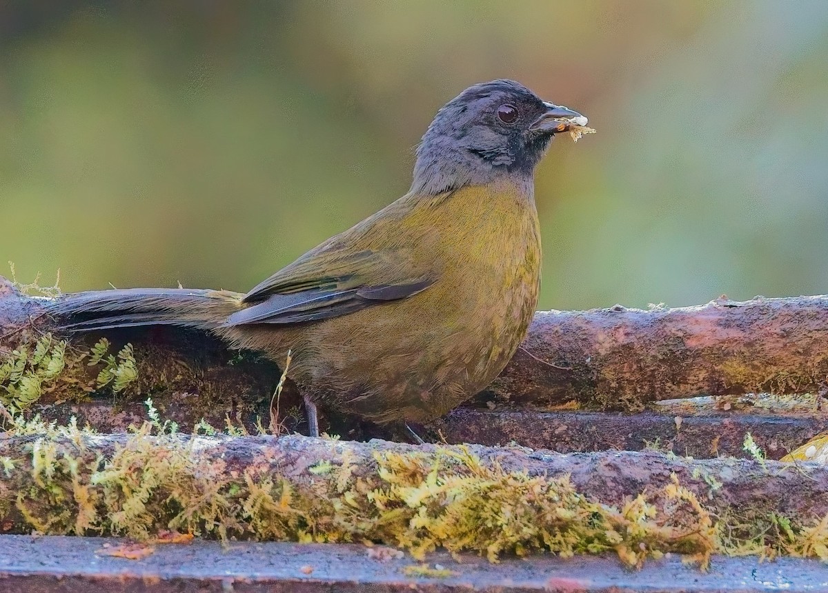 Large-footed Finch - ML647146797