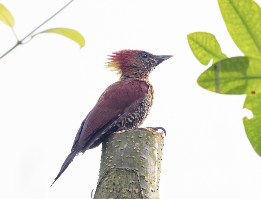 Красный желтохохлый дятел - ML647146800