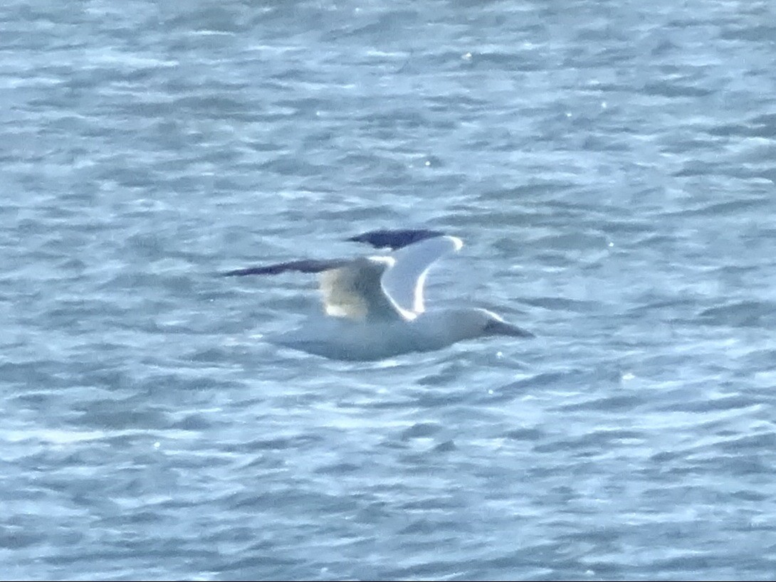 סולה מצויה - ML647146805