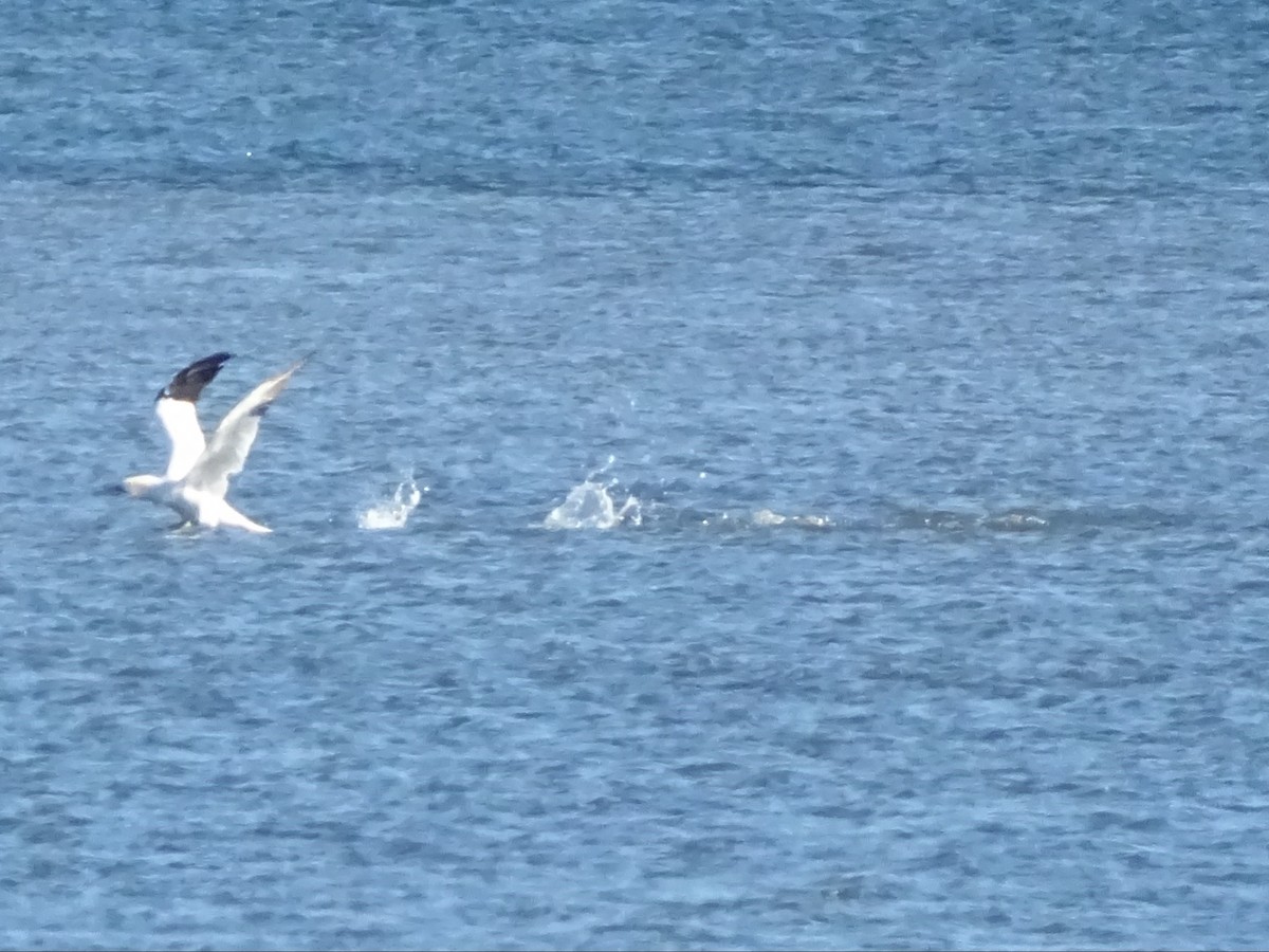 סולה מצויה - ML647146807