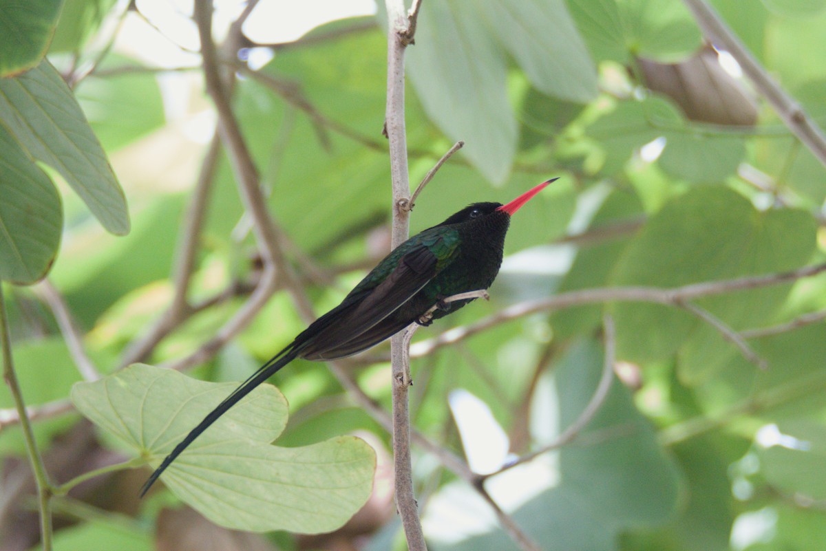 Red-billed Streamertail - ML647146816
