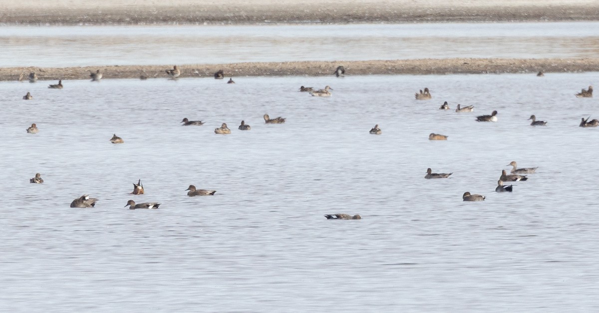 Schnatterente - ML647146821