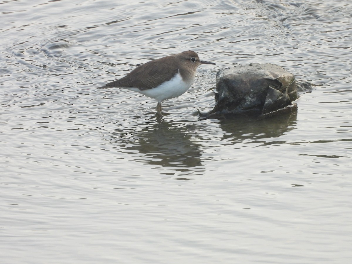 ביצנית לבנת-בטן - ML647146825