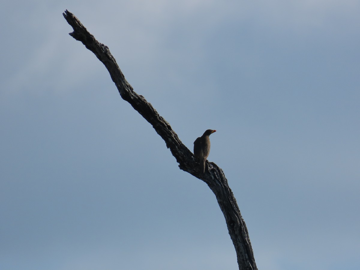 Sarı Gagalı Kenekuşu - ML647146838