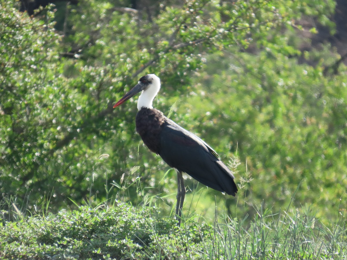 African Woolly-necked Stork - ML647146846