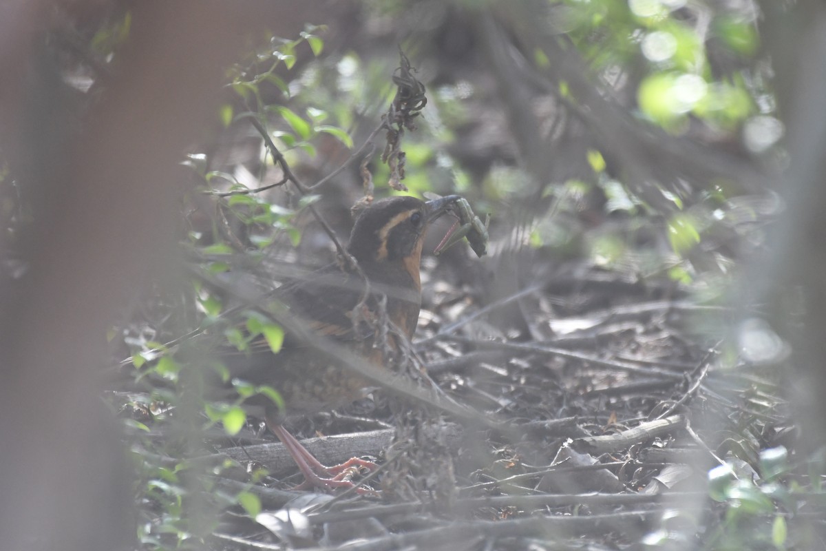 Varied Thrush - ML647146856