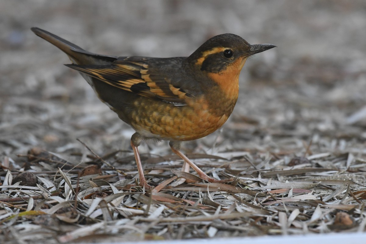 Varied Thrush - ML647146858