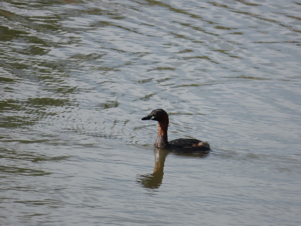 Little Grebe - ML647146859