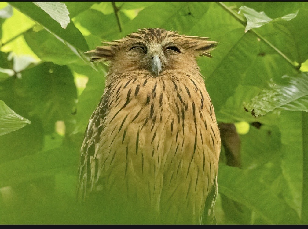 Малайский рыбный филин - ML647146860