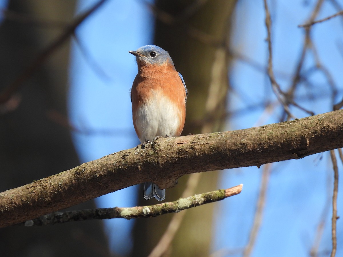 Eastern Bluebird - ML647146876