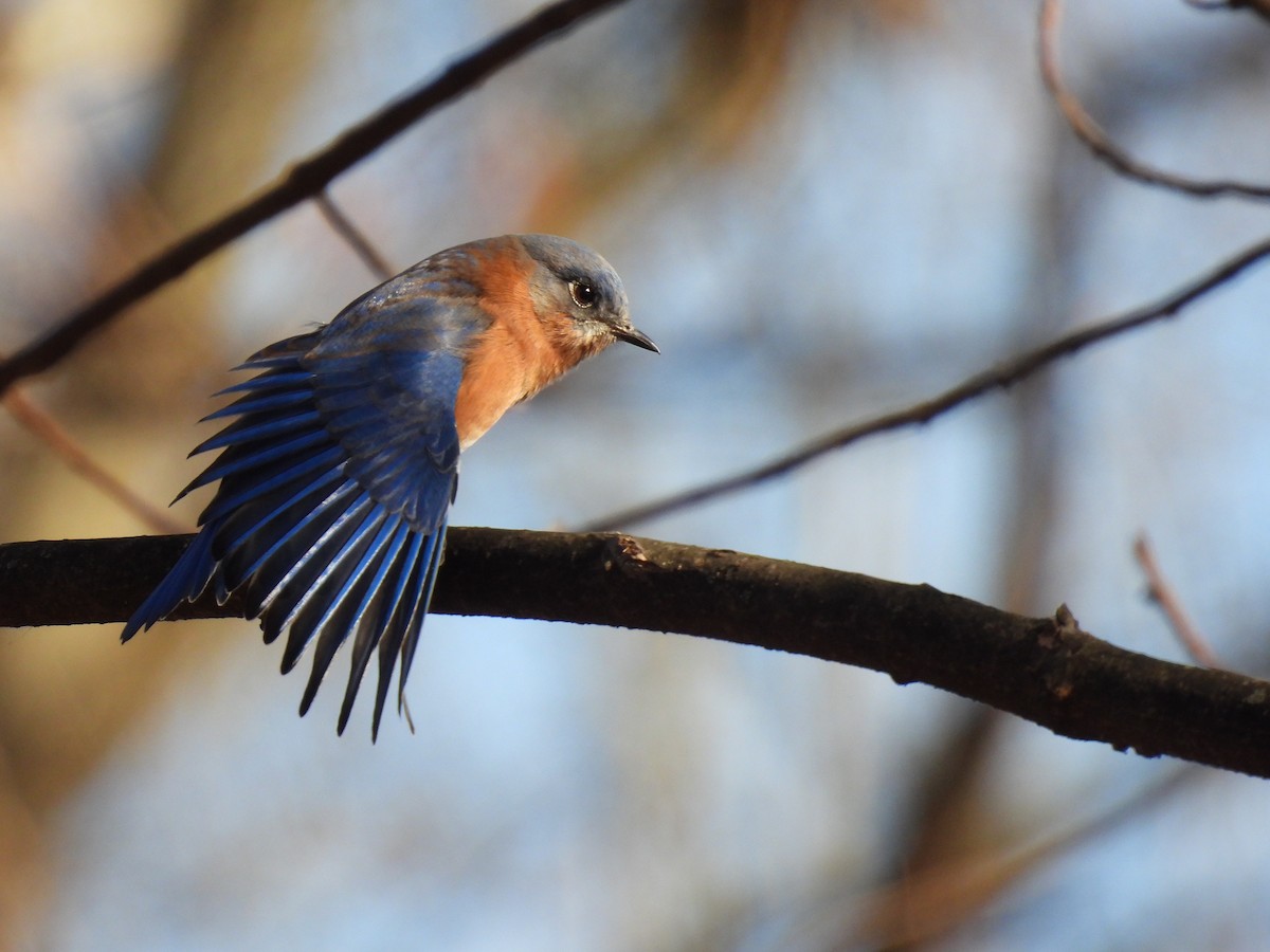 Eastern Bluebird - ML647146877